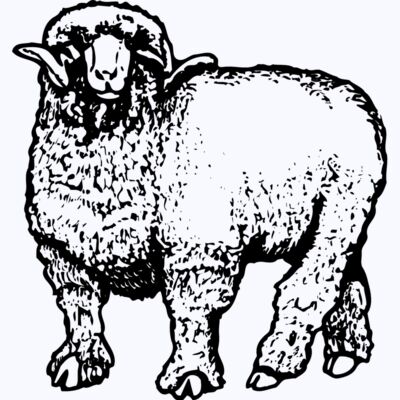 SHEEP001 Thumbnail