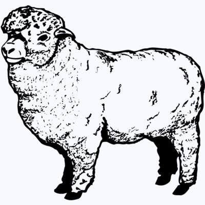 SHEEP004 Thumbnail