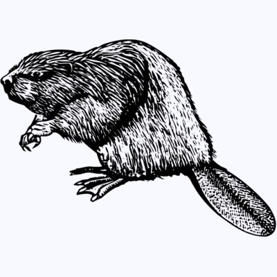 BEAVER01 Thumbnail