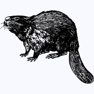 BEAVER02 Thumbnail