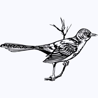 BIRD028 Thumbnail