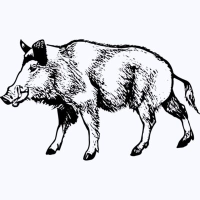 BOAR0001 Thumbnail