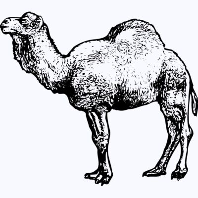CAMEL001 Thumbnail