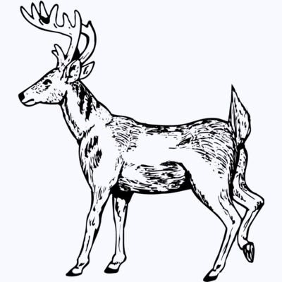 DEER019 Thumbnail