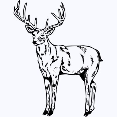 DEER021 Thumbnail