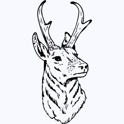 DEER023 Thumbnail