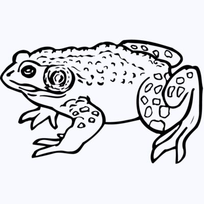 FROG02 Thumbnail