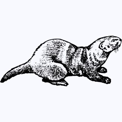OTTER001 Thumbnail