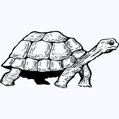 TURTLE01 Thumbnail